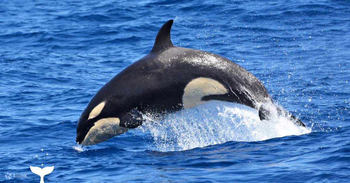 パース、西オーストラリア州、オーストラリアからのブレマー